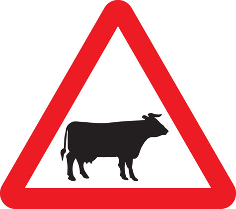 warning-sign-cattle